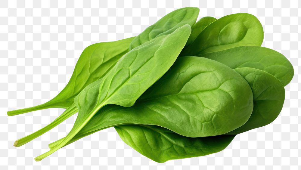 PNG Green spinach leaf vegetable plant food. AI generated Image by rawpixel.