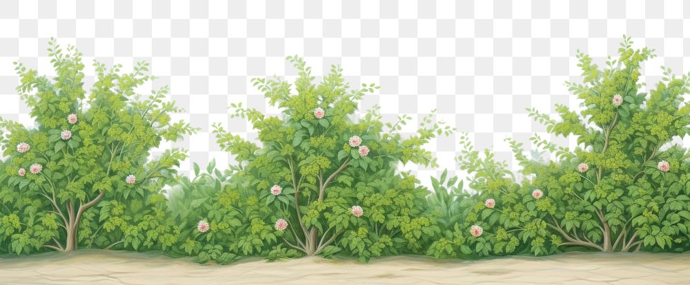 PNG Painting of green bush bloom border backgrounds landscape outdoors. 