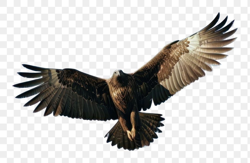 PNG Eagle vulture animal flying. AI generated Image by rawpixel.