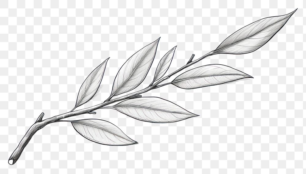 PNG Tea leaf drawing sketch plant. AI generated Image by rawpixel.