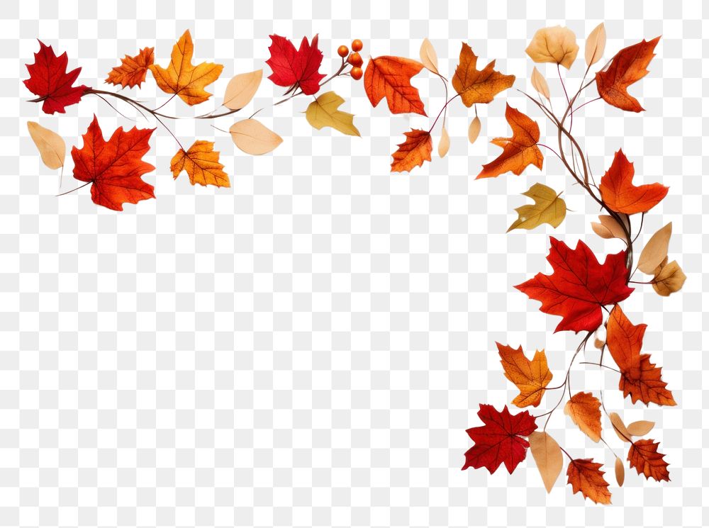PNG Thanksgiving and Autumn decoration autumn leaves maple. AI generated Image by rawpixel.