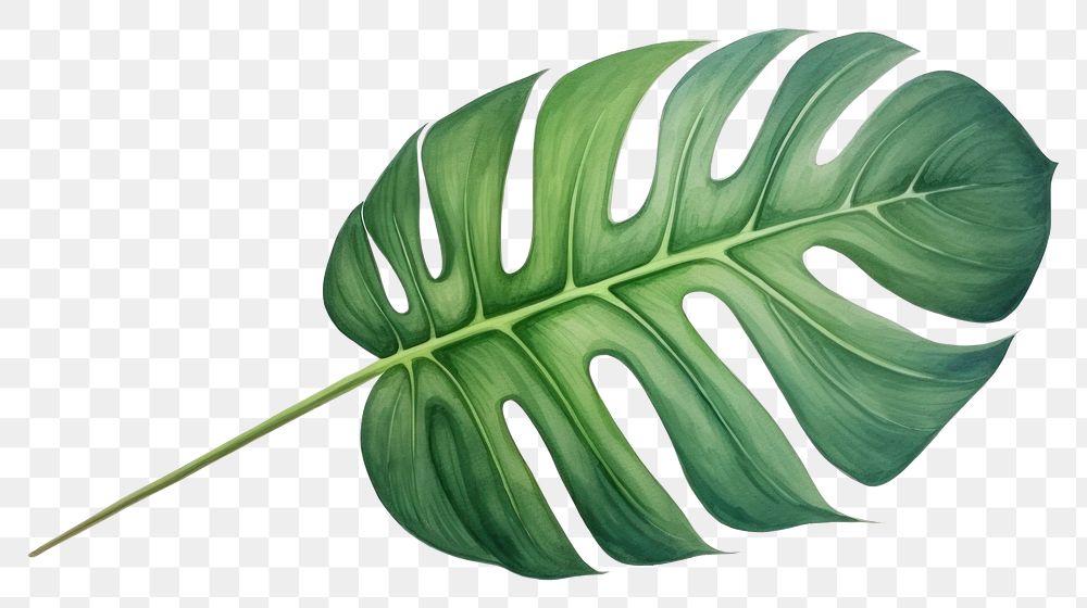 PNG Tropical leaf plant freshness nature. AI generated Image by rawpixel.