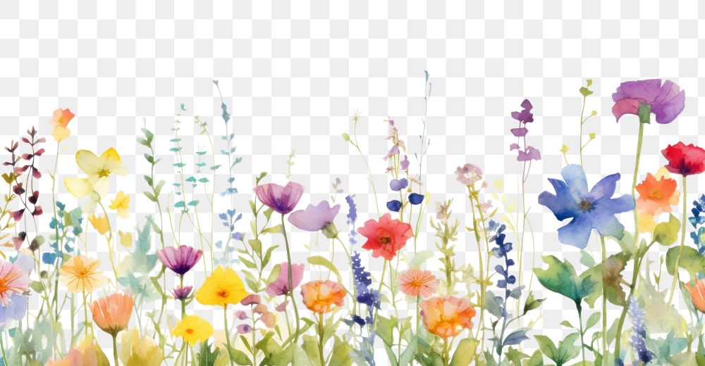PNG Summer flower field backgrounds outdoors blossom. .