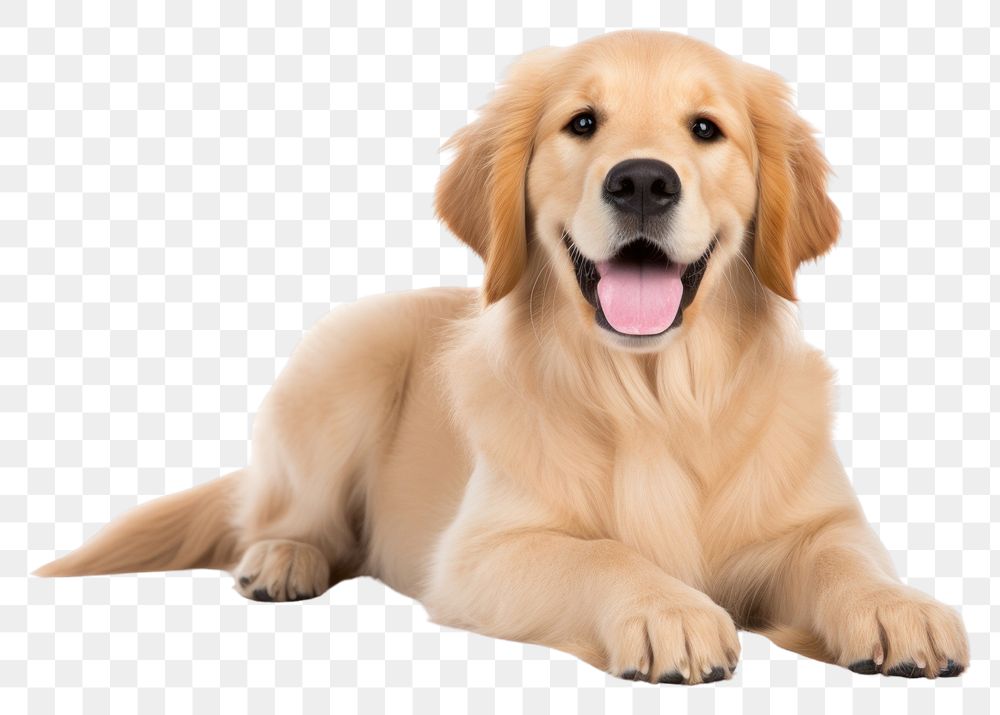 PNG Dog smiling animal mammal puppy. 