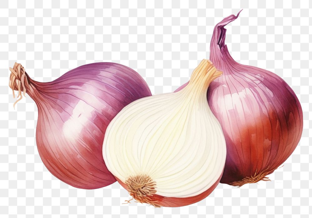 PNG Onion vegetable shallot plant. AI generated Image by rawpixel.