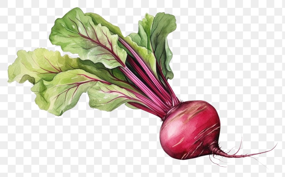 PNG Beet vegetable plant food. AI generated Image by rawpixel.