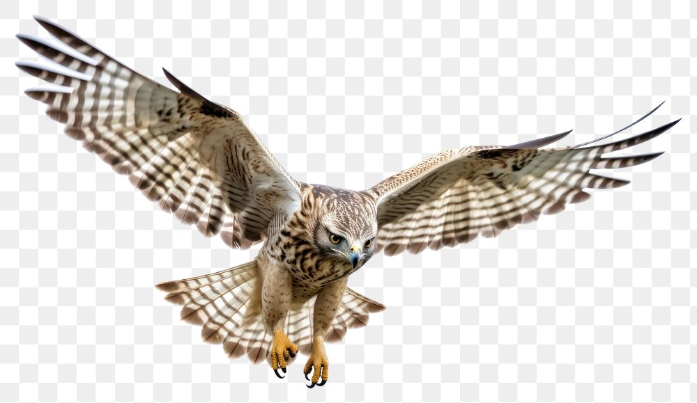 PNG  Flying hawk buzzard animal bird. AI generated Image by rawpixel.