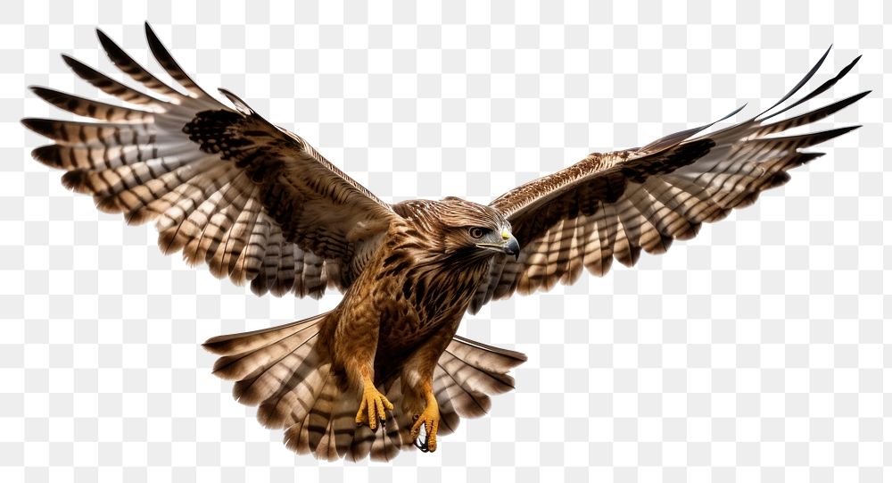 PNG  Flying hawk buzzard vulture animal. AI generated Image by rawpixel.
