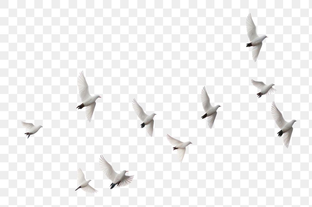 PNG Group of doves flying in the sky backgrounds animal flock