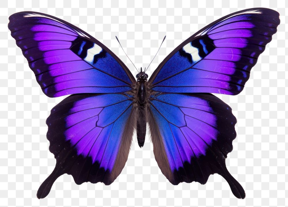 PNG  Butterfly animal insect white background