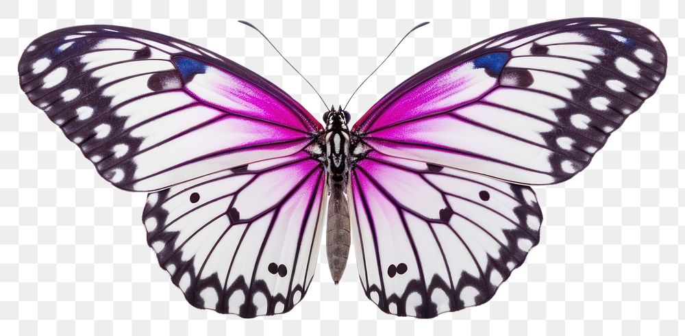 PNG Butterfly animal insect  