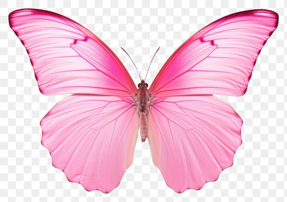 PNG  Pink butterfly animal insect petal. AI generated Image by rawpixel.