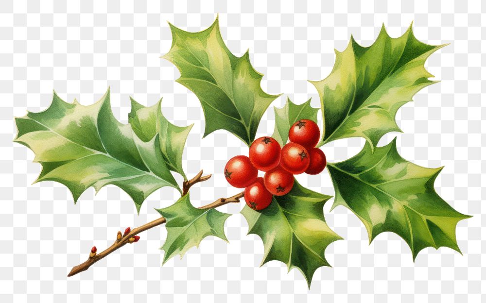 PNG Christmas Holly christmas holly plant. AI generated Image by rawpixel.