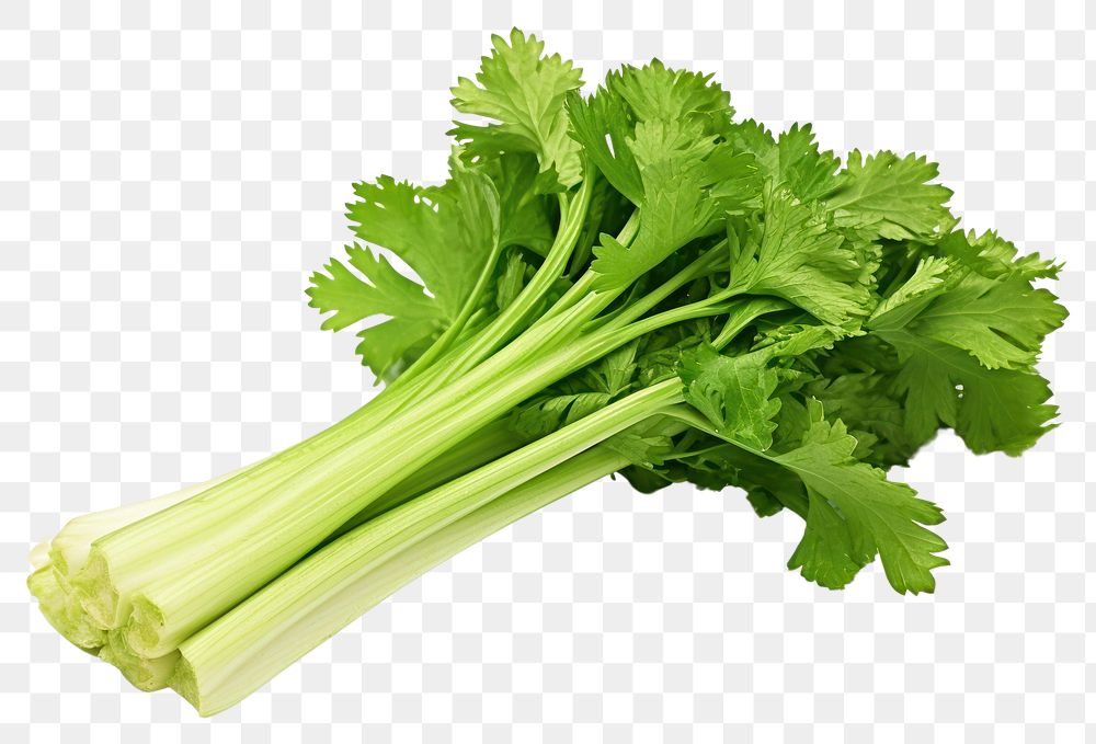 PNG  Fresh green celery parsley plant herbs. AI generated Image by rawpixel.
