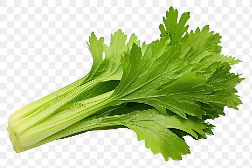 PNG  Celery leaf parsley plant green. AI generated Image by rawpixel.