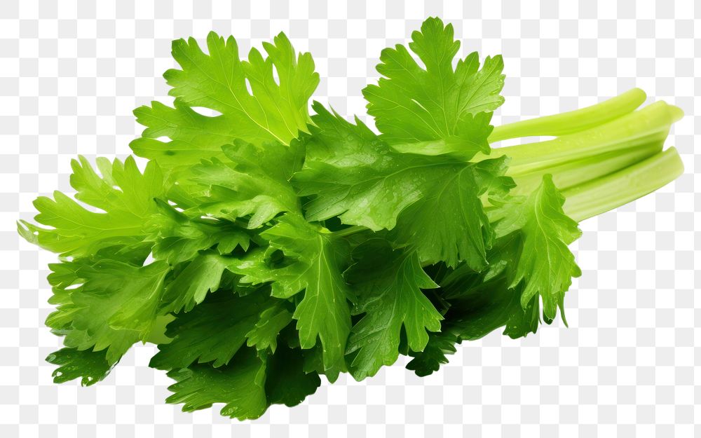 PNG  Celery leaf parsley plant green. 