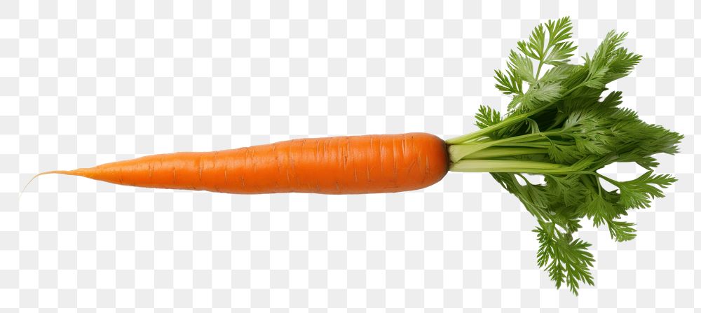 PNG Carrot vegetable plant food. AI generated Image by rawpixel.