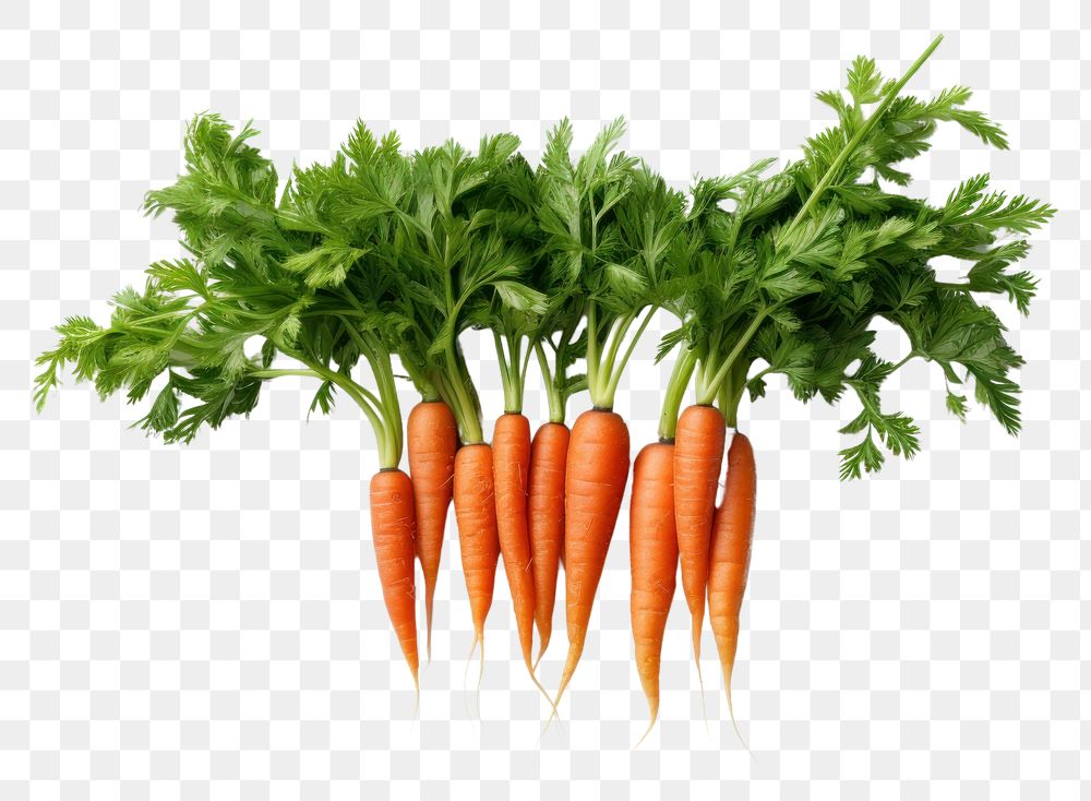 PNG Carrot vegetable plant herbs. AI generated Image by rawpixel.