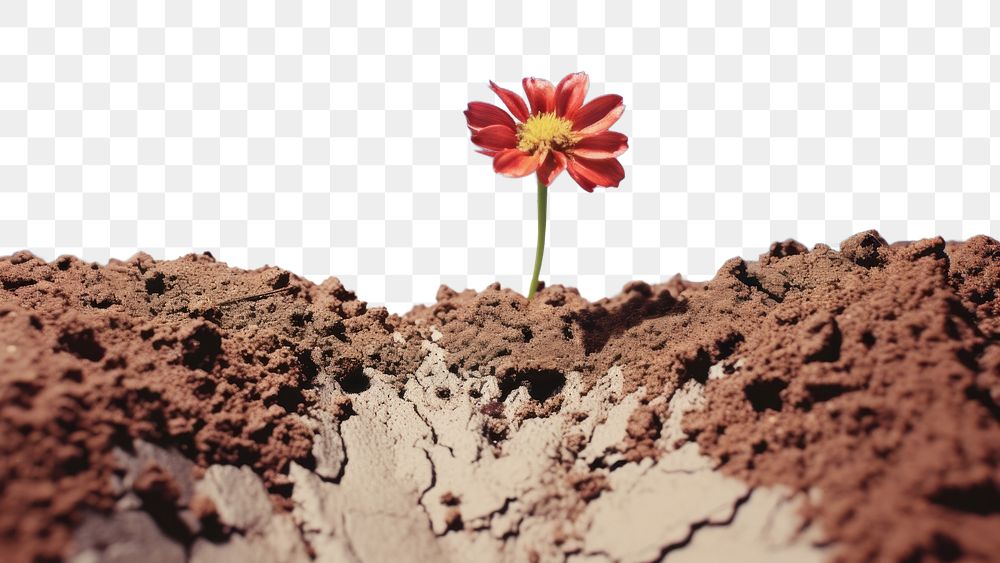 PNG Flower soil landscape outdoors. AI generated Image by rawpixel.