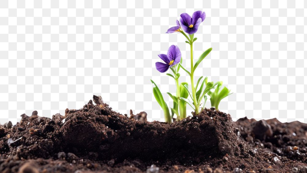 PNG Flower soil outdoors plant. AI generated Image by rawpixel.