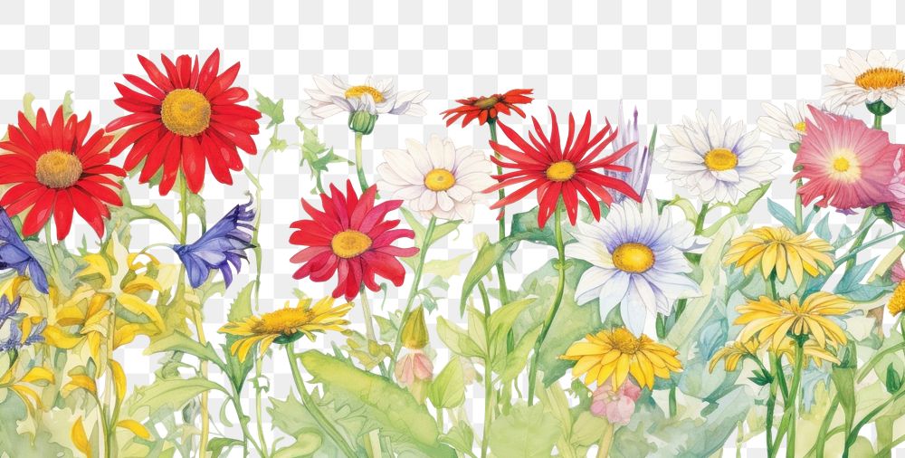 PNG  Transvaal daisies backgrounds outdoors flower. AI generated Image by rawpixel.