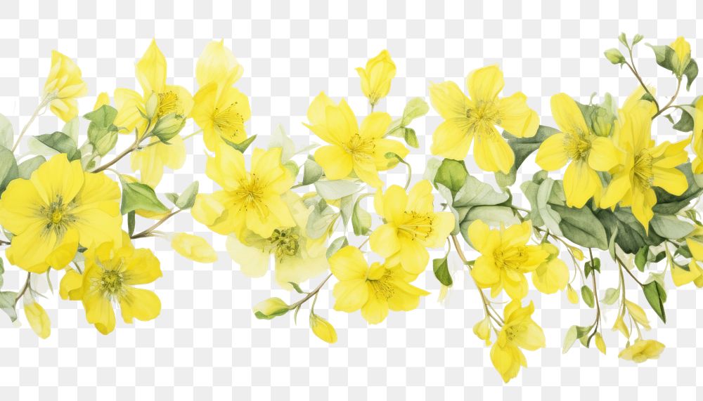 PNG  Yellow flowers plant petal leaf. AI generated Image by rawpixel.