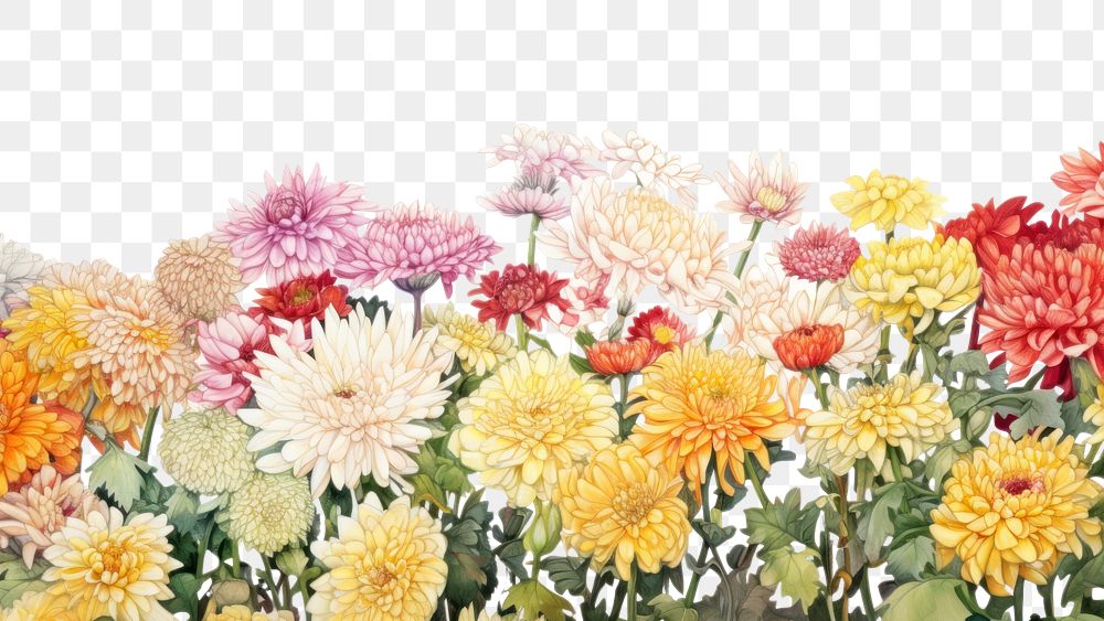 PNG  Chrysanthemum garden backgrounds chrysanths outdoors. AI generated Image by rawpixel.