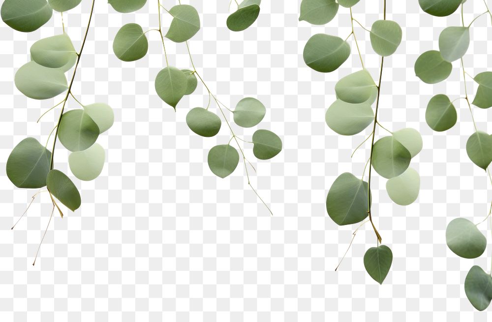 PNG  Art printing leaves pattern Eucalyptus backgrounds plant leaf. AI generated Image by rawpixel.