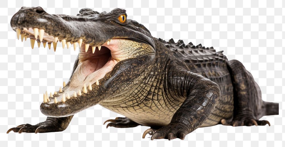 PNG Crocodile open mouth crocodile reptile animal. AI generated Image by rawpixel.
