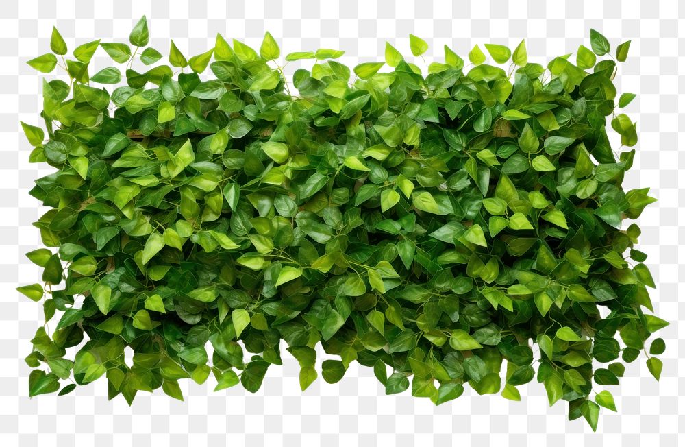 PNG Flat green tree wall hedge backgrounds plant leaf. AI generated Image by rawpixel.