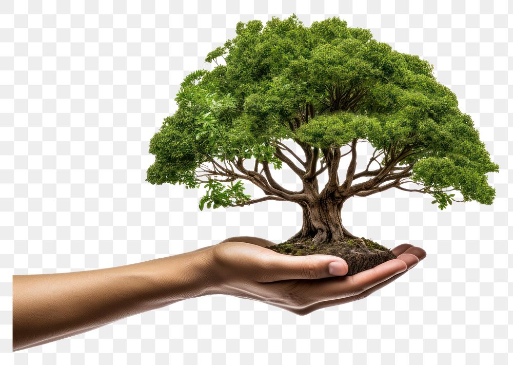 PNG Hand holding big tree isolated bonsai plant adult. AI generated Image by rawpixel.