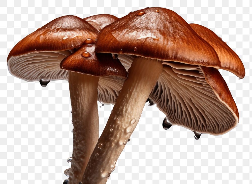 PNG  Mushroom fungus agaricaceae toadstool. AI generated Image by rawpixel.