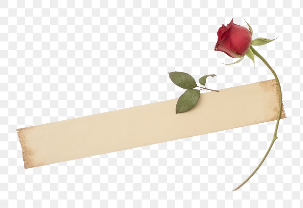 PNG Adhesive tape is stuck on the rose flower plant white background. AI generated Image by rawpixel.