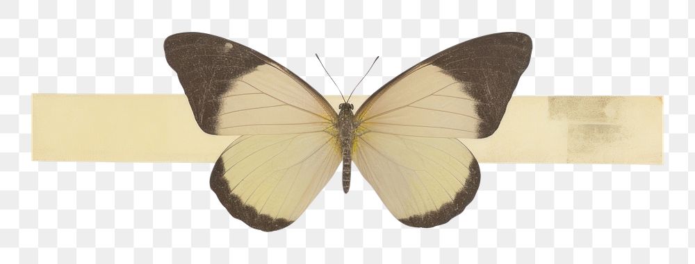 PNG Butterfly animal white background appliance. AI generated Image by rawpixel.