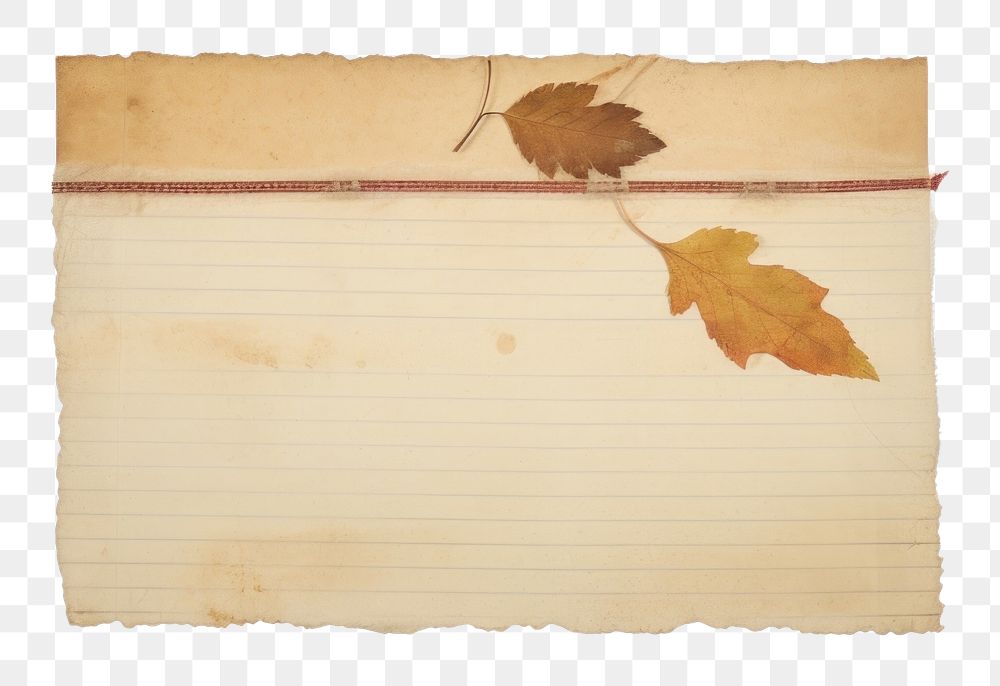 PNG Autumn plant paper leaf. AI generated Image by rawpixel.