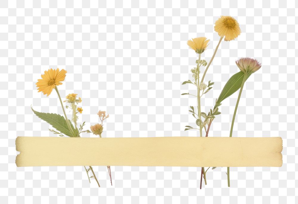 PNG Dry flowers plant white background asteraceae. AI generated Image by rawpixel.