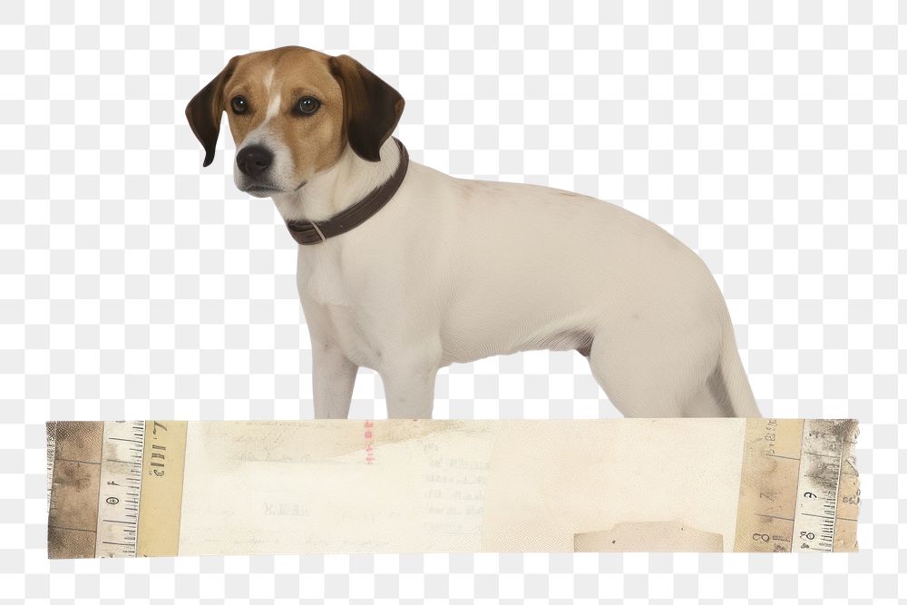 PNG Dog animal mammal beagle. AI generated Image by rawpixel.