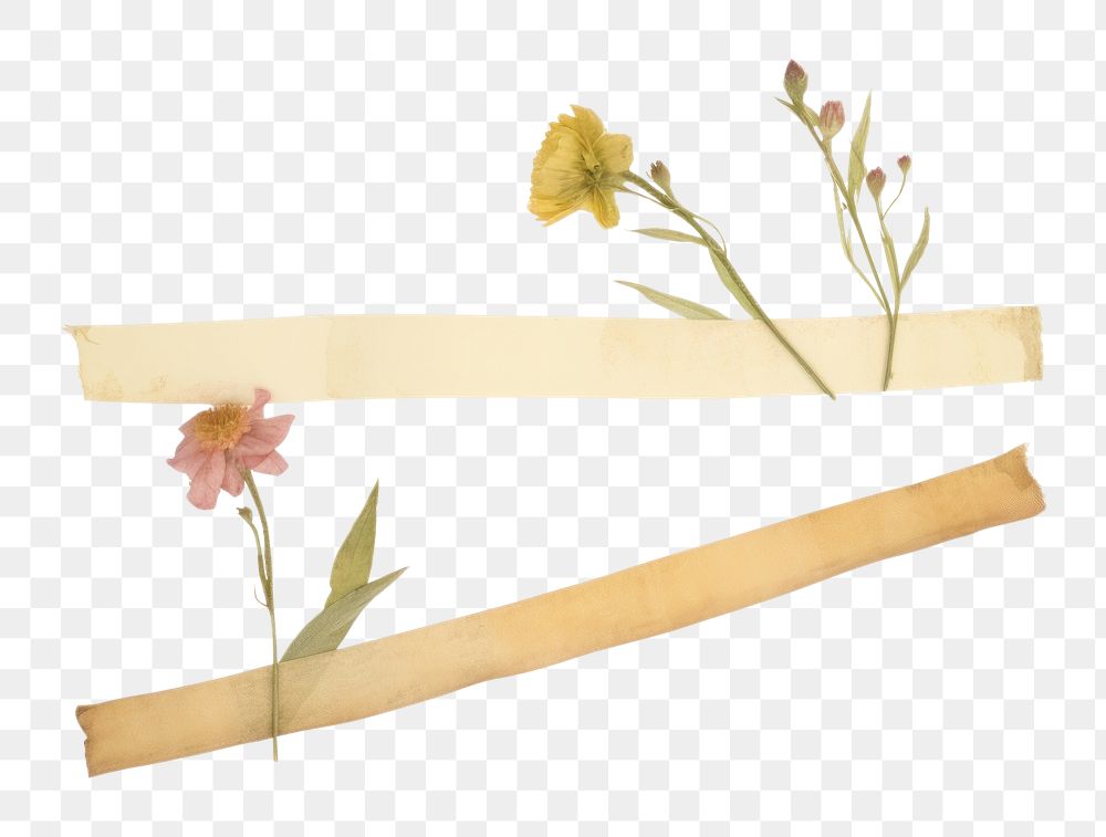 PNG Dry flowers plant white background fragility. AI generated Image by rawpixel.