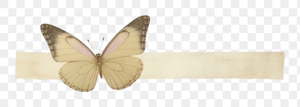 PNG Butterfly white background accessories appliance. AI generated Image by rawpixel.