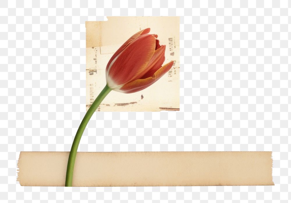 PNG Tulip flower plant white background. AI generated Image by rawpixel.