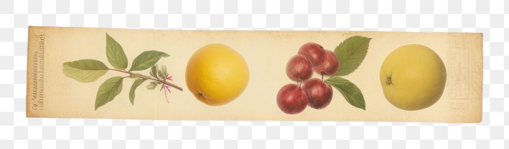 PNG Fruit lemon plant pear. AI generated Image by rawpixel.