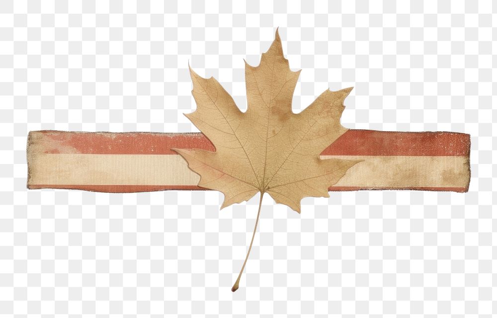 PNG Maple leaf with tape symbol plant tree. AI generated Image by rawpixel.