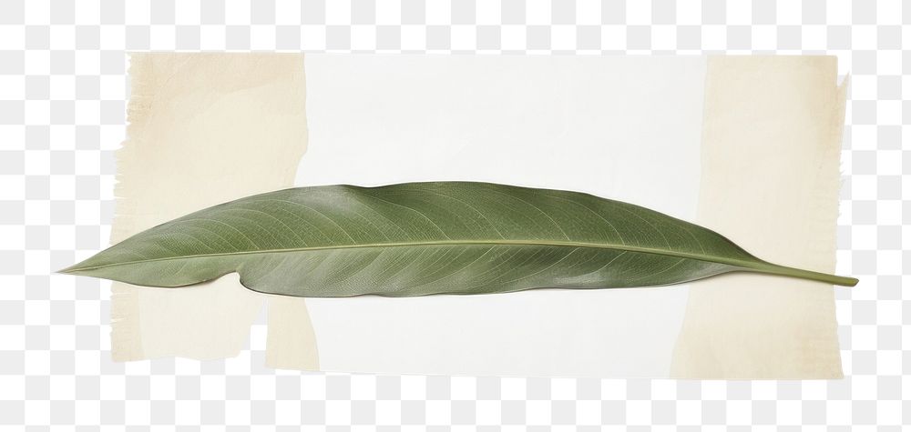 PNG Minimal Tropical leaves with tape plant leaf white background. AI generated Image by rawpixel.