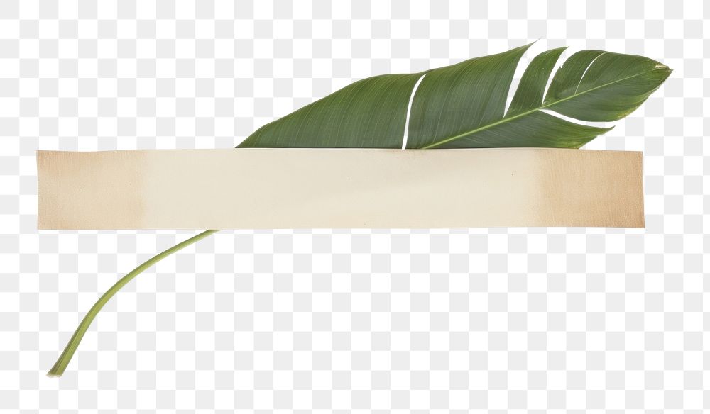 PNG Minimal adhesive tape is stuck on the Tropical leaves plant leaf white background. AI generated Image by rawpixel.