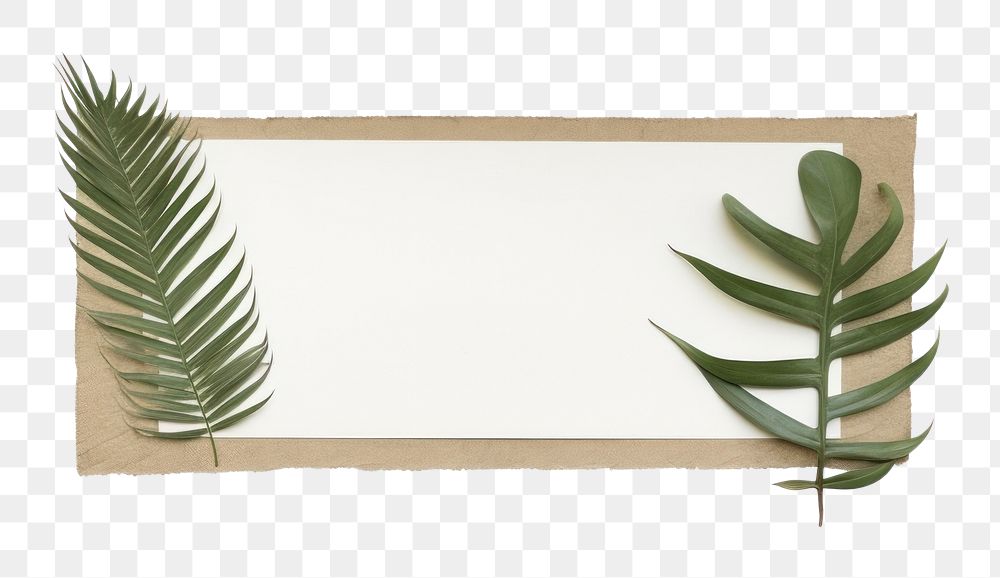 PNG Tropical leaves plant leaf white background. AI generated Image by rawpixel.