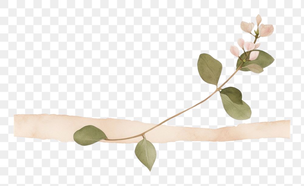 PNG Leaf bougainvillea plant with tape flower petal white background. AI generated Image by rawpixel.