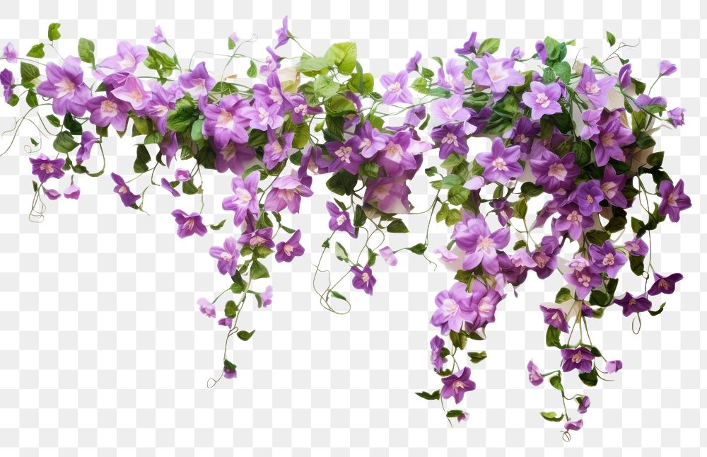 PNG Vine with flowers hanging blossom purple plant
