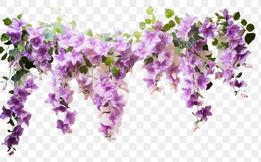 PNG Vine with flowers hanging blossom purple plant. AI generated Image by rawpixel.