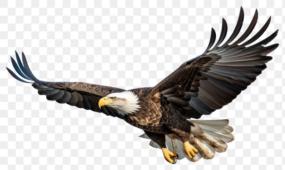 PNG Bald eagle flying animal bird. AI generated Image by rawpixel.