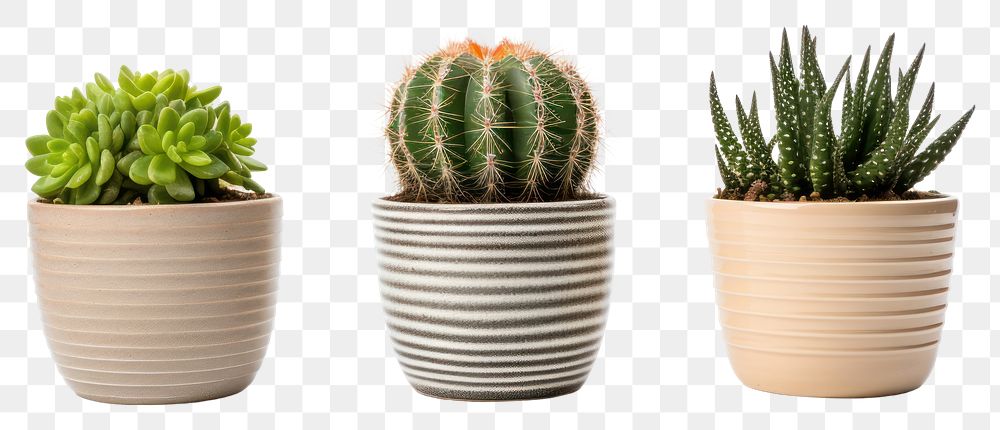 PNG  Cacti plants in pots cactus white background arrangement. AI generated Image by rawpixel.